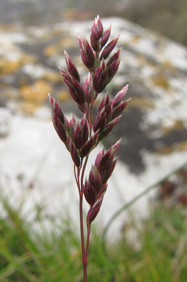 Image of Poa bulbosa specimen.