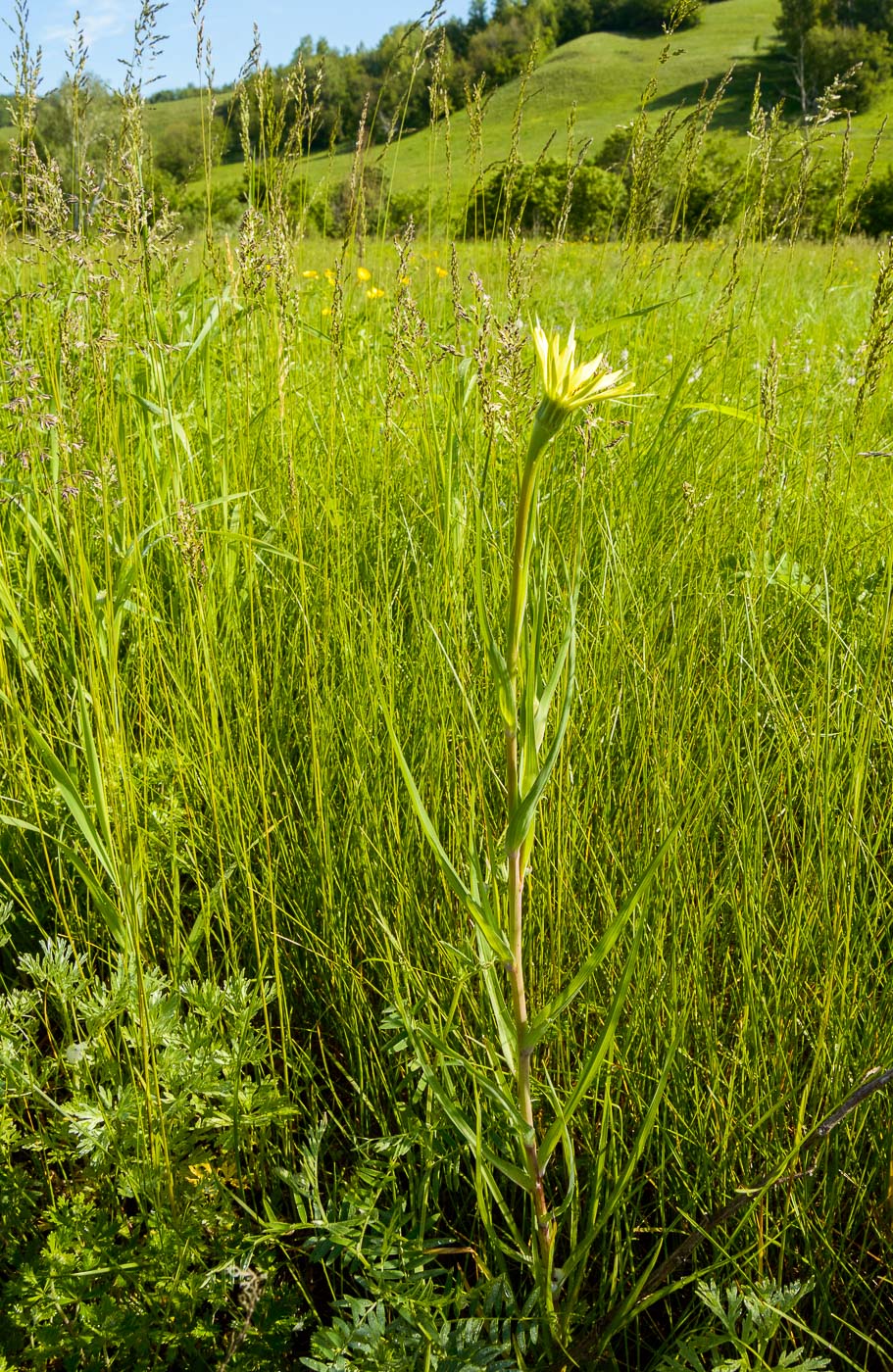 Image of Tragopogon dubius ssp. major specimen.