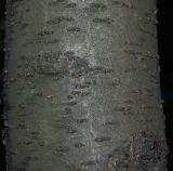 Prunus domestica