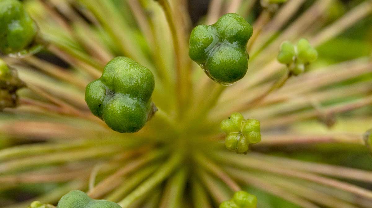 Image of genus Allium specimen.