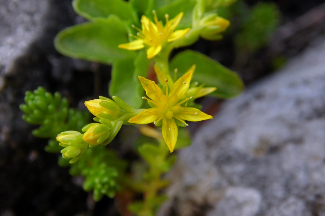 Image of Sedum acre specimen.