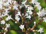 Valeriana officinalis
