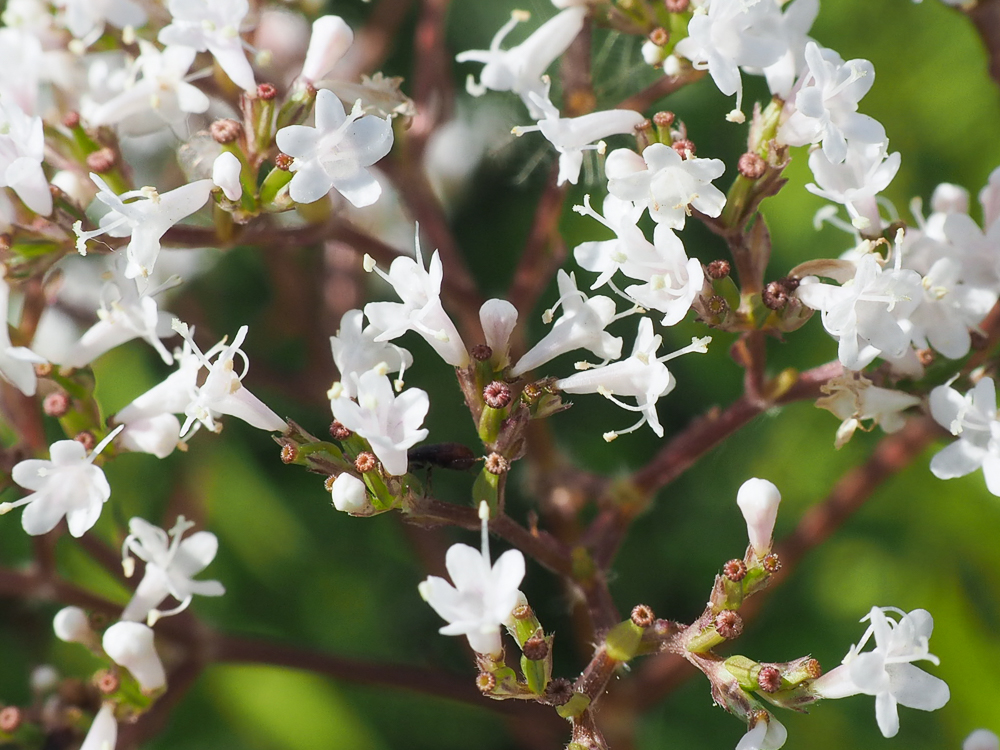 Изображение особи Valeriana officinalis.