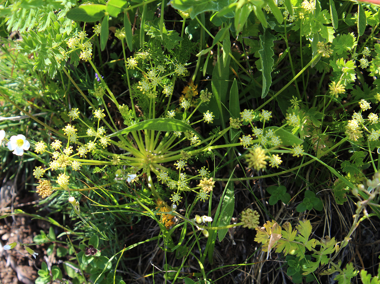 Image of Chamaesciadium acaule specimen.