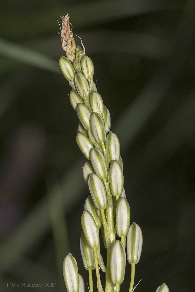 Image of Ornithogalum ponticum specimen.