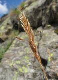 Helictotrichon adzharicum. Соплодие. Кабардино-Балкария, Эльбрусский р-н, долина р. Адылсу, ок. 2450 м н.у.м., каменистое место. 23.08.2017.