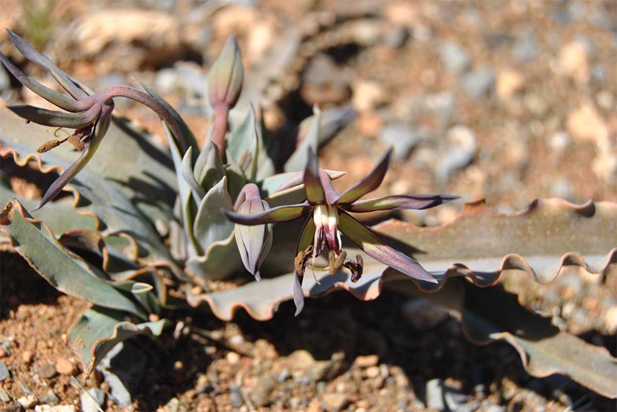 Изображение особи Ornithoglossum vulgare.