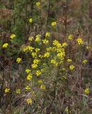 Sisymbrium loeselii