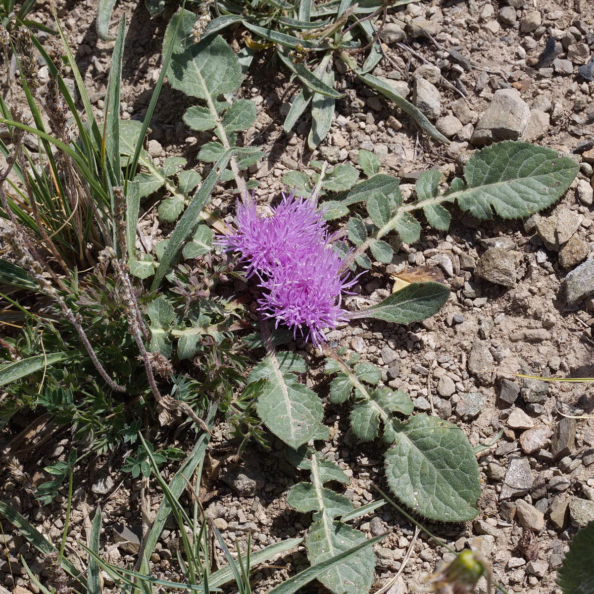 Image of Klasea lyratifolia specimen.