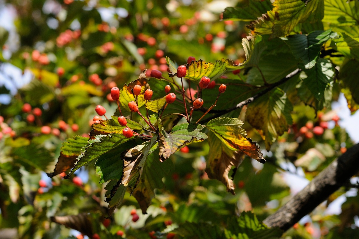 Image of Sorbus alnifolia specimen.