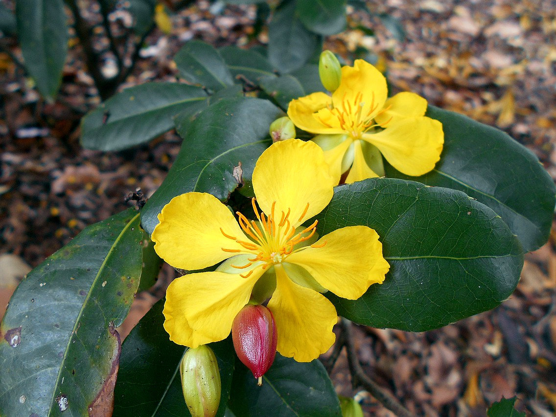 Image of Ochna kirkii specimen.