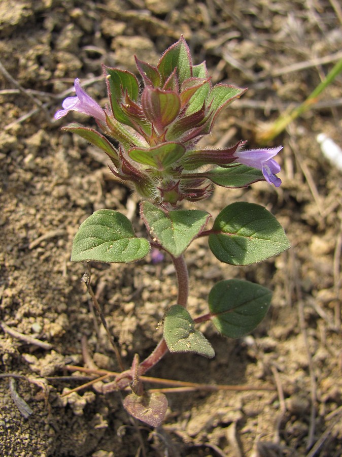 Image of Ziziphora graveolens specimen.