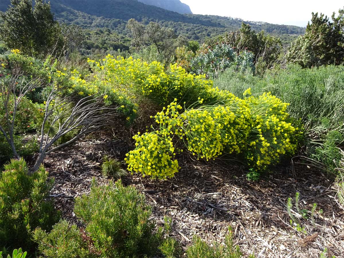 Image of Euryops virgineus specimen.