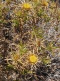 Carlina graeca