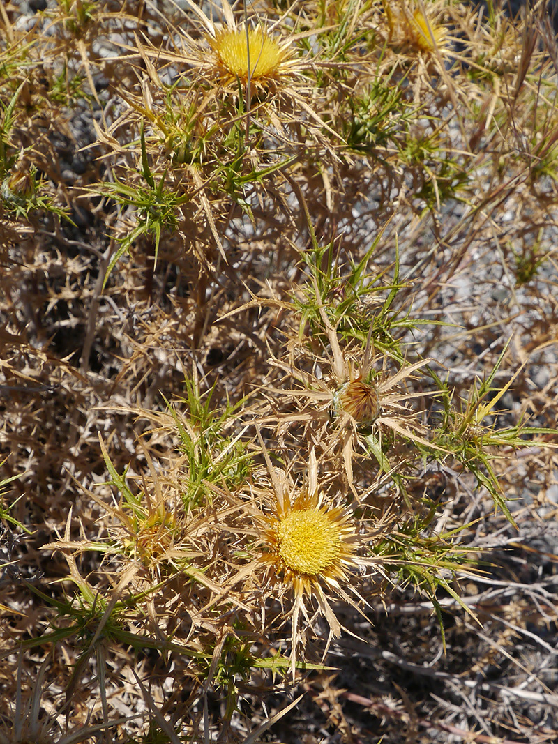 Изображение особи Carlina graeca.