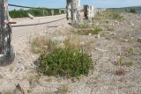 Astragalus subpolaris