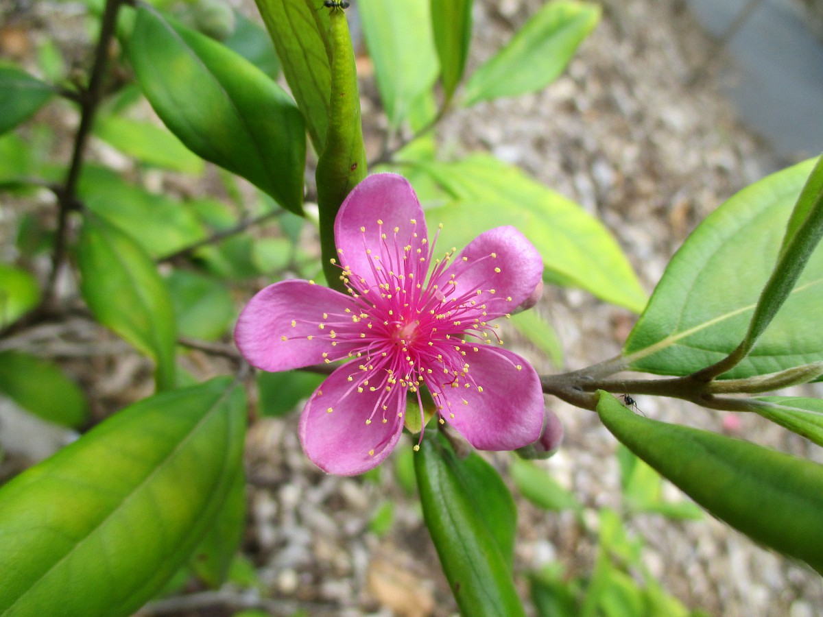 Image of Rhodomyrtus tomentosa specimen.