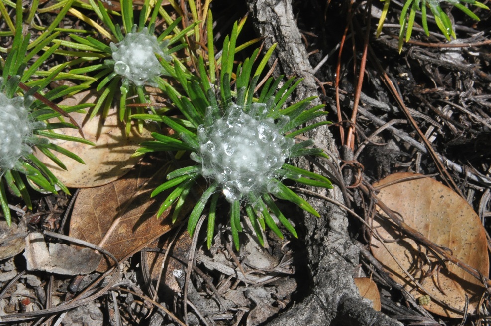 Image of Unknown species specimen.
