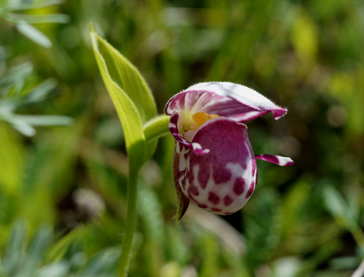 Image of Cypripedium guttatum specimen.