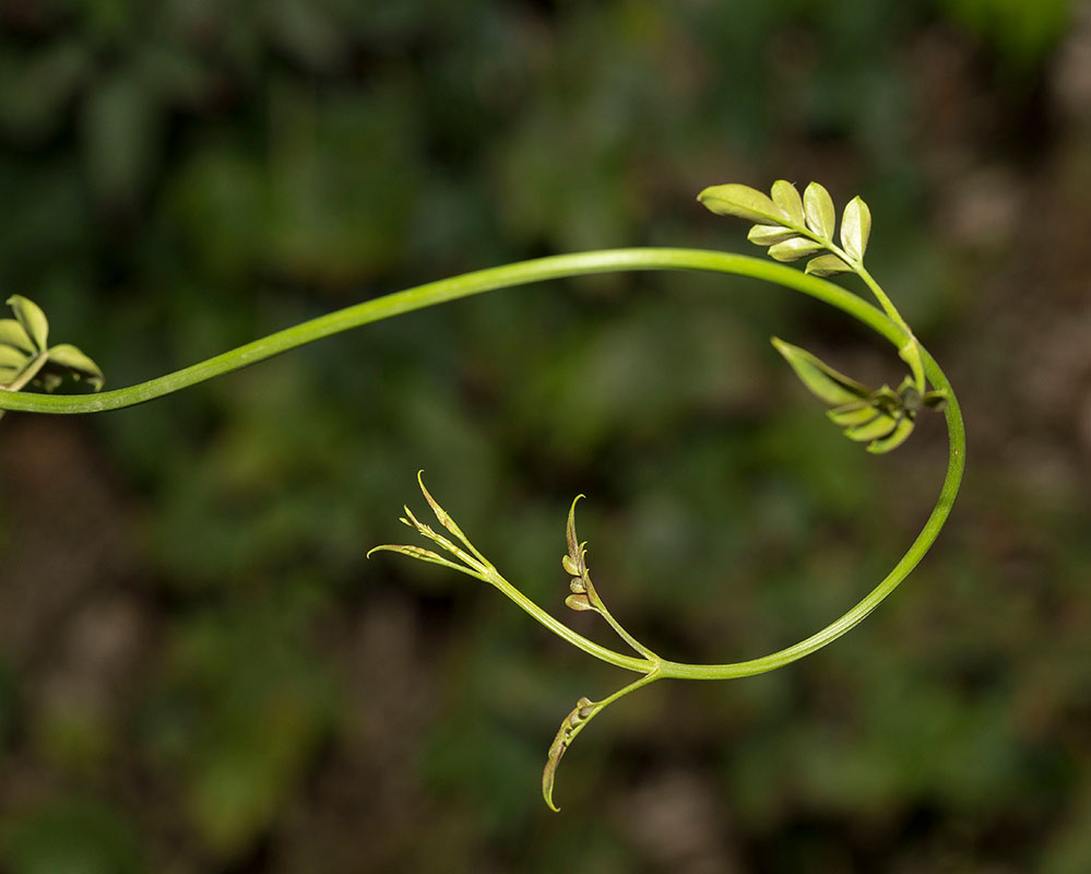 Image of Jasminum polyanthum specimen.