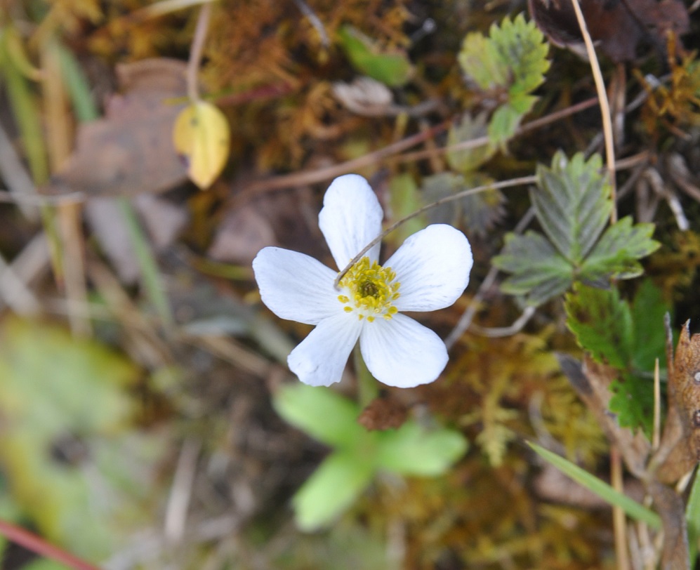 Изображение особи род Anemone.