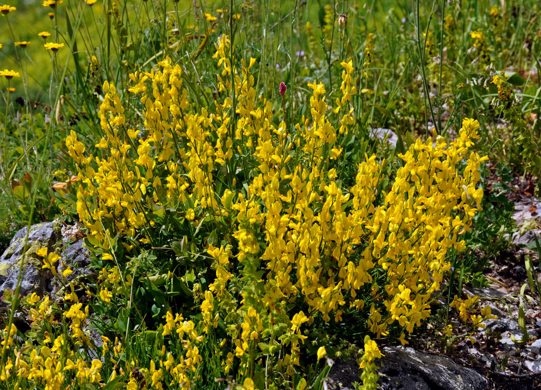 Изображение особи Genista humifusa.