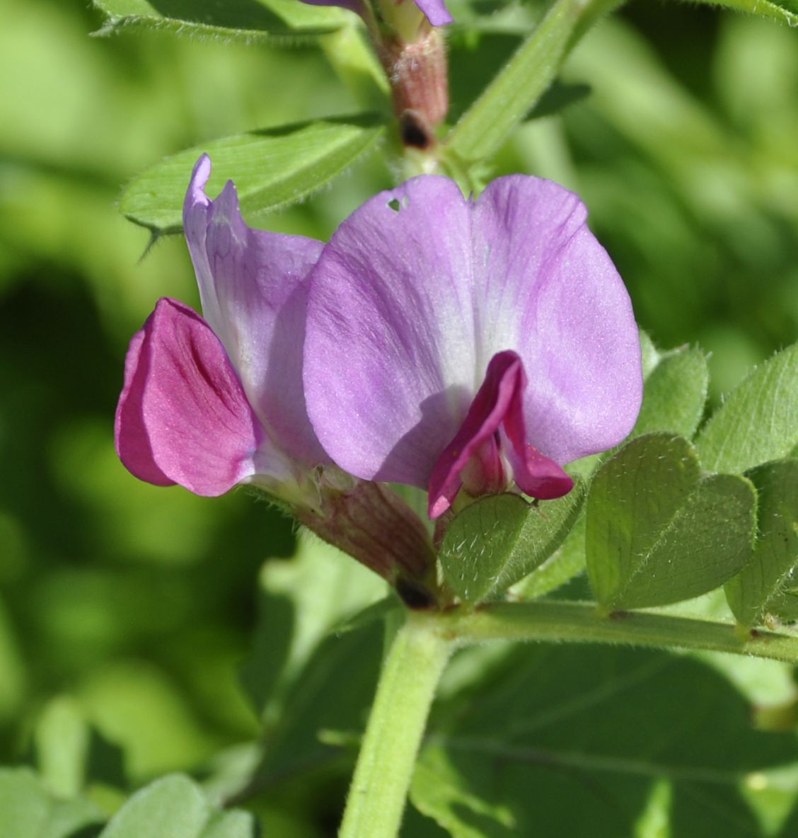 Изображение особи Vicia cordata.