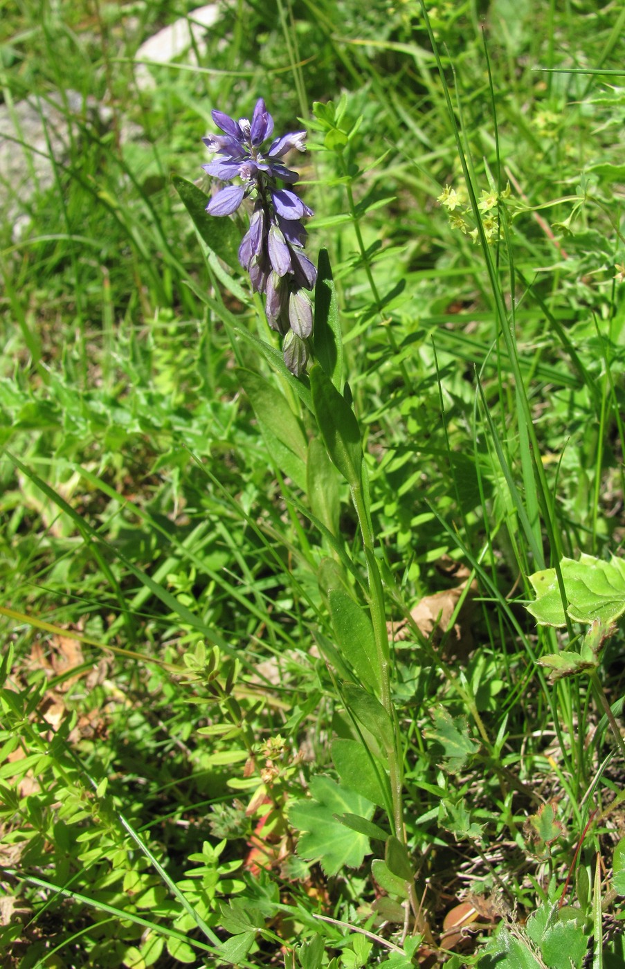 Image of Polygala caucasica specimen.