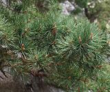 Pinus sylvestris подвид hamata. Ветвь с шишками. Северная Осетия, Куртатинское ущелье. 06.05.2010.