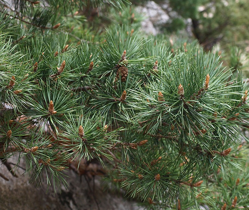Image of Pinus sylvestris ssp. hamata specimen.