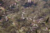 Persicaria amphibia