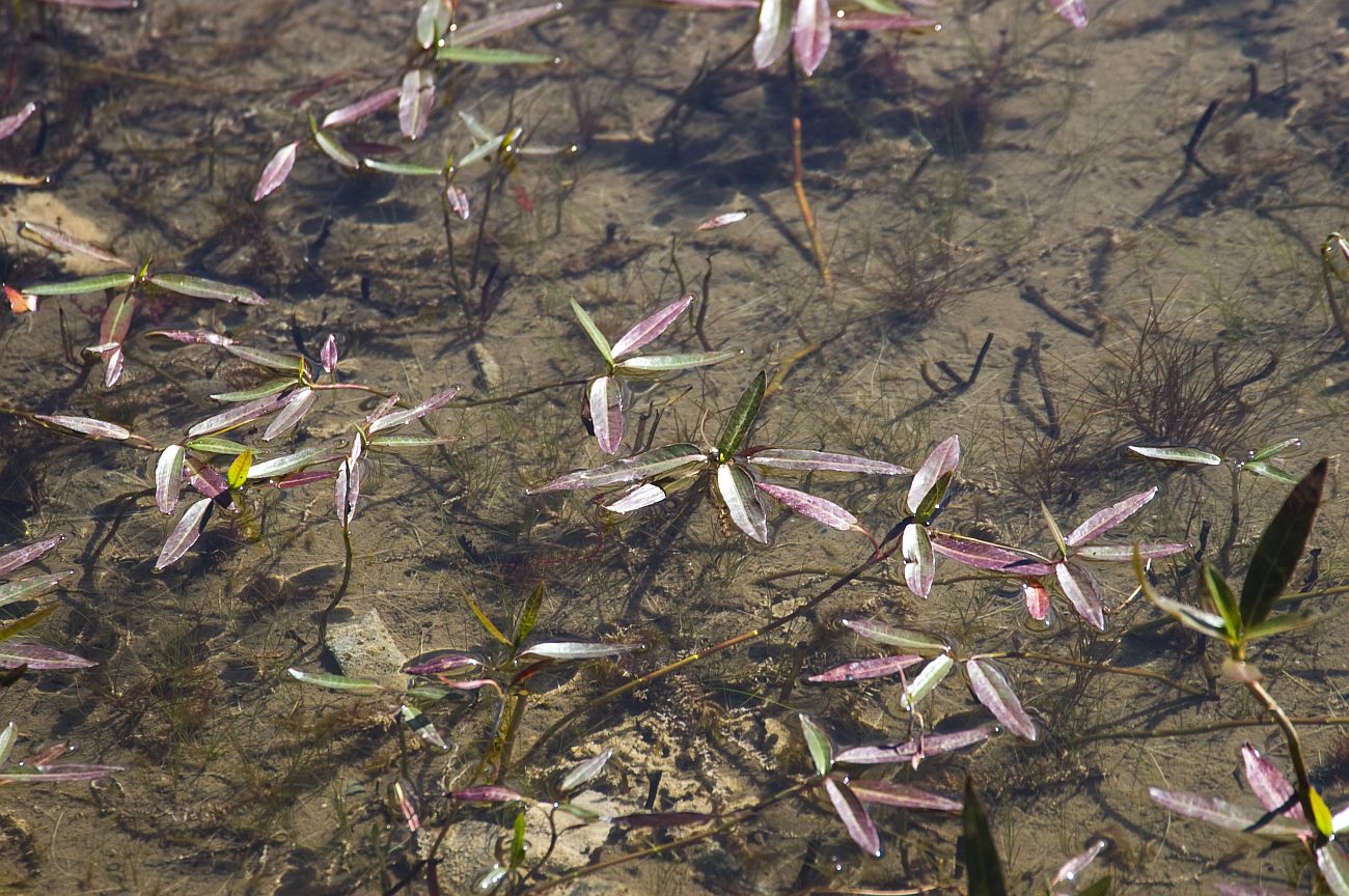 Image of Persicaria amphibia specimen.