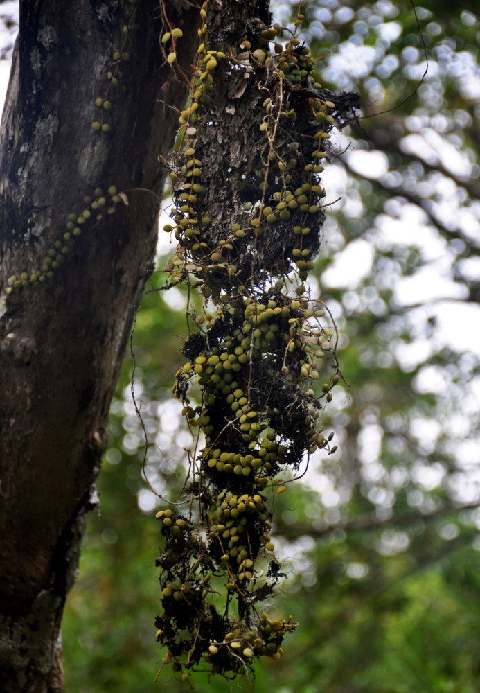 Image of Dischidia nummularia specimen.