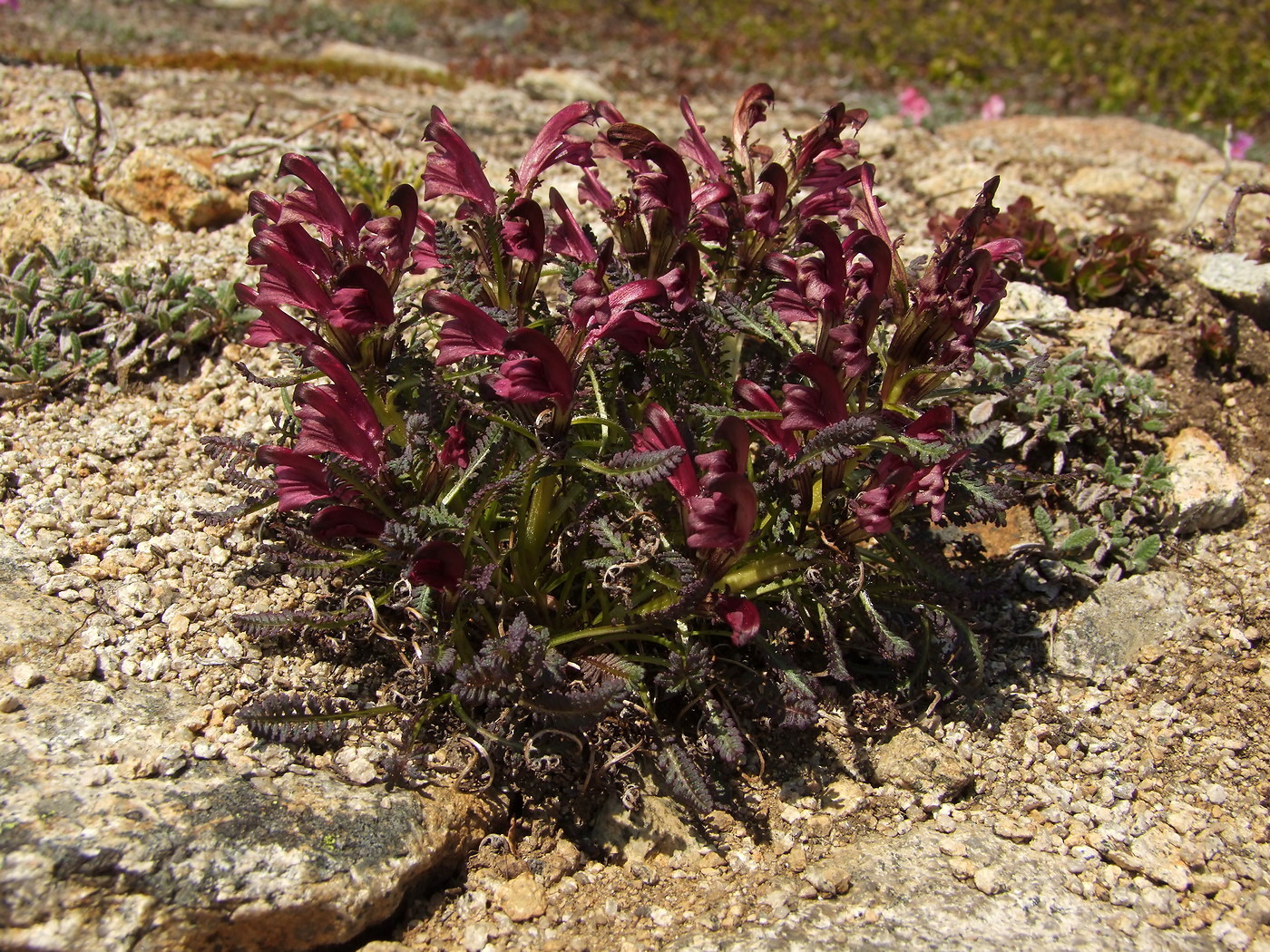 Изображение особи Pedicularis ochotensis.