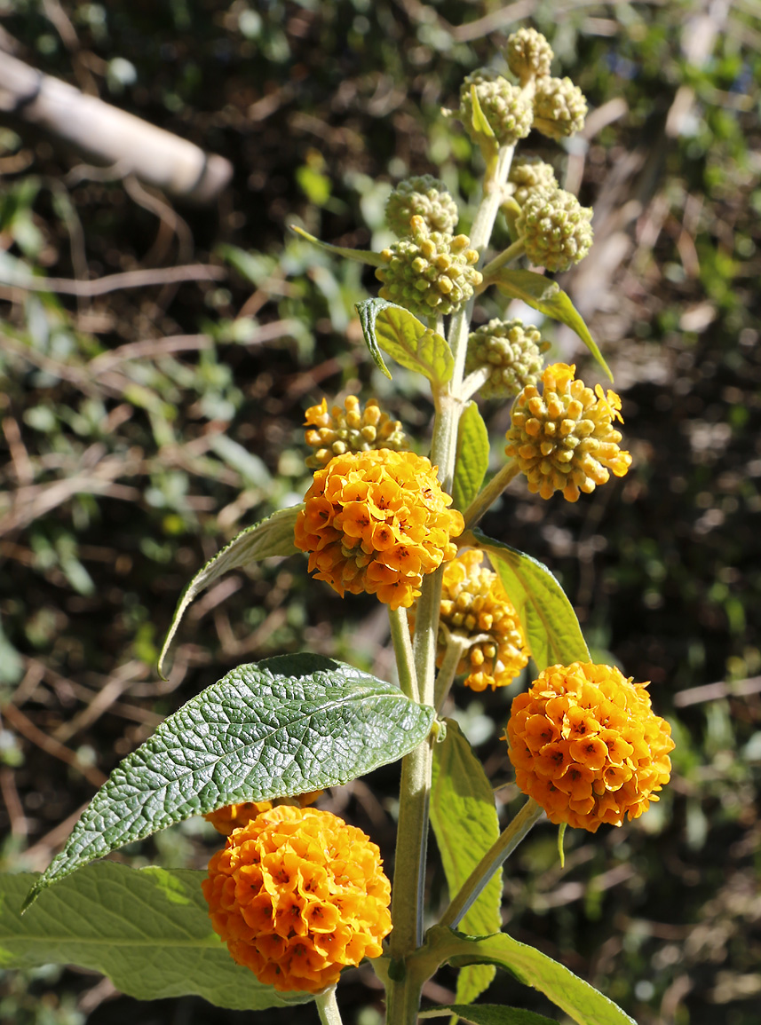 Изображение особи Buddleja globosa.