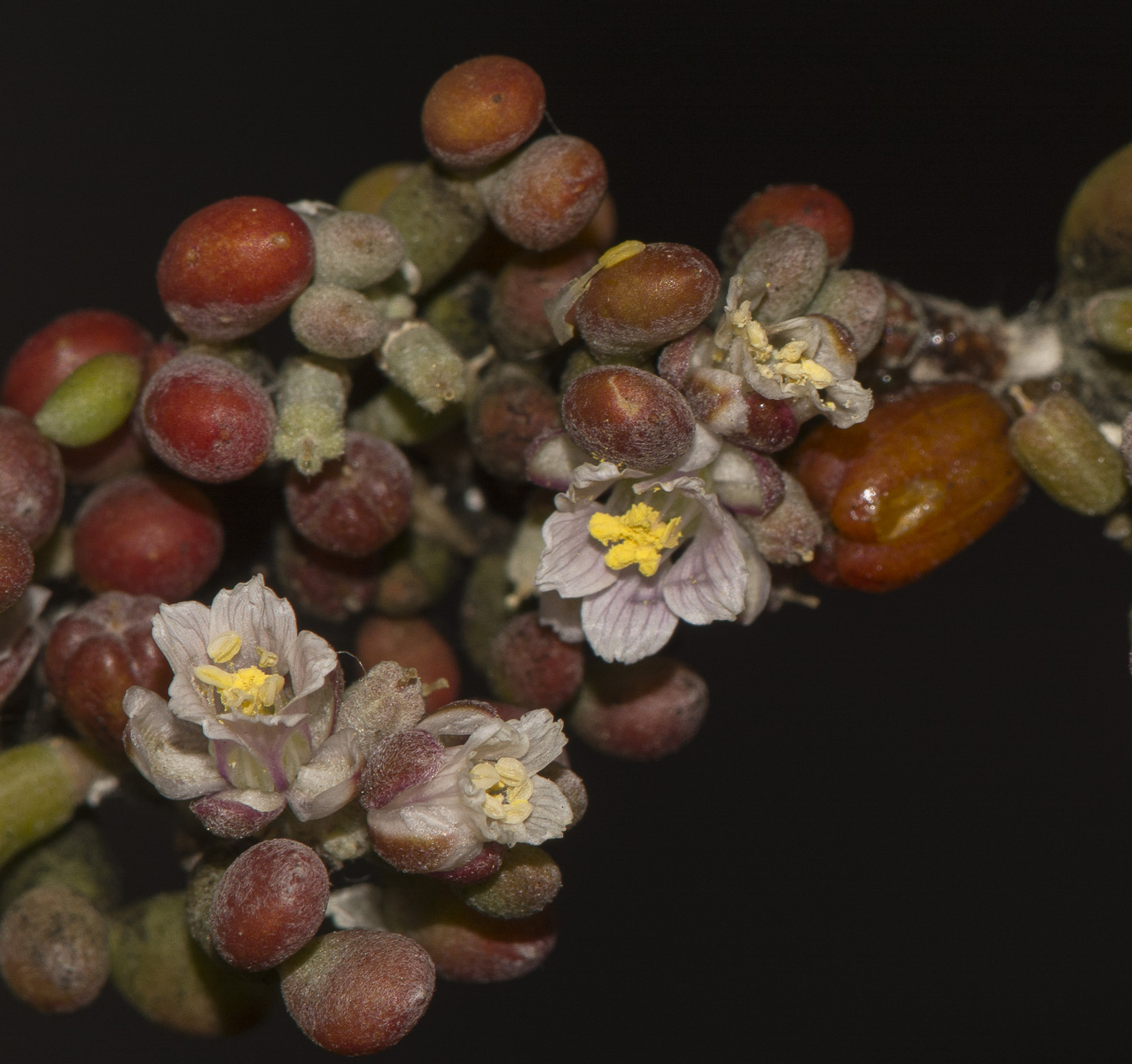 Изображение особи Tetraena gaetula.