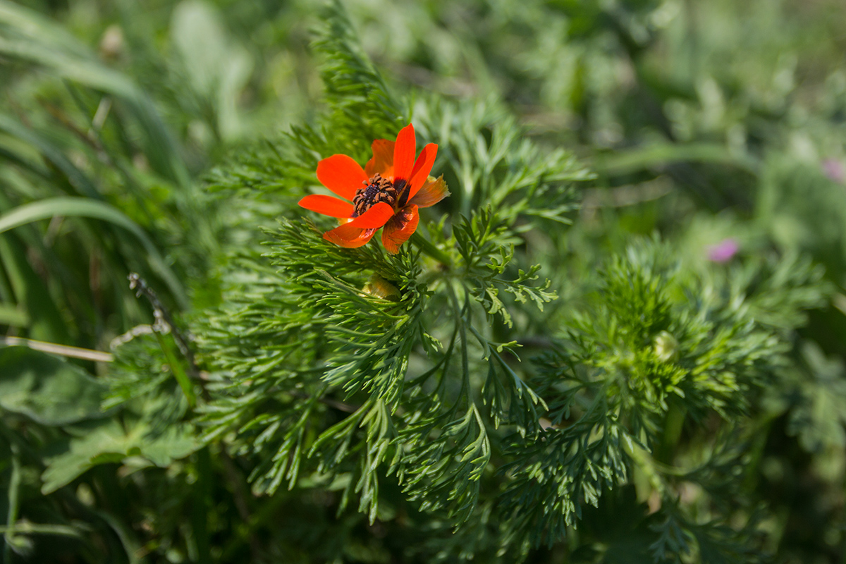 Image of Adonis aestivalis specimen.