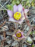 genus Pulsatilla. Цветки. Якутия (Саха), Мирнинский р-н, окр. пос. Светлый, левый берег р. Вилюй, р-н ГЭС. 15.05.2009.