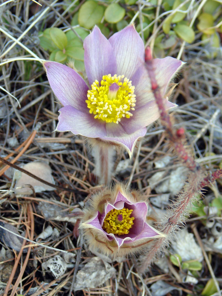 Image of genus Pulsatilla specimen.