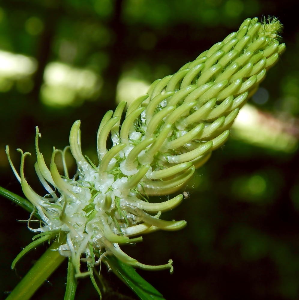 Изображение особи Phyteuma spicatum.