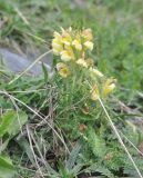 Pedicularis sibthorpii. Цветущее растение. Грузия, Казбегский муниципалитет, окраина с. Степанцминда, зап. склон горы Куро. 21.05.2018.