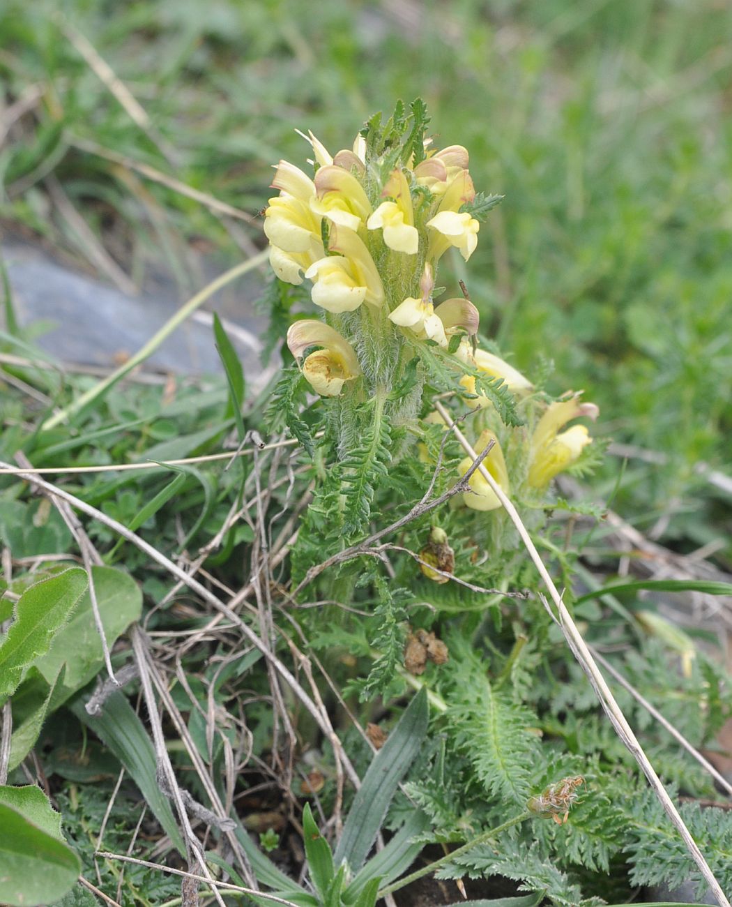 Изображение особи Pedicularis sibthorpii.