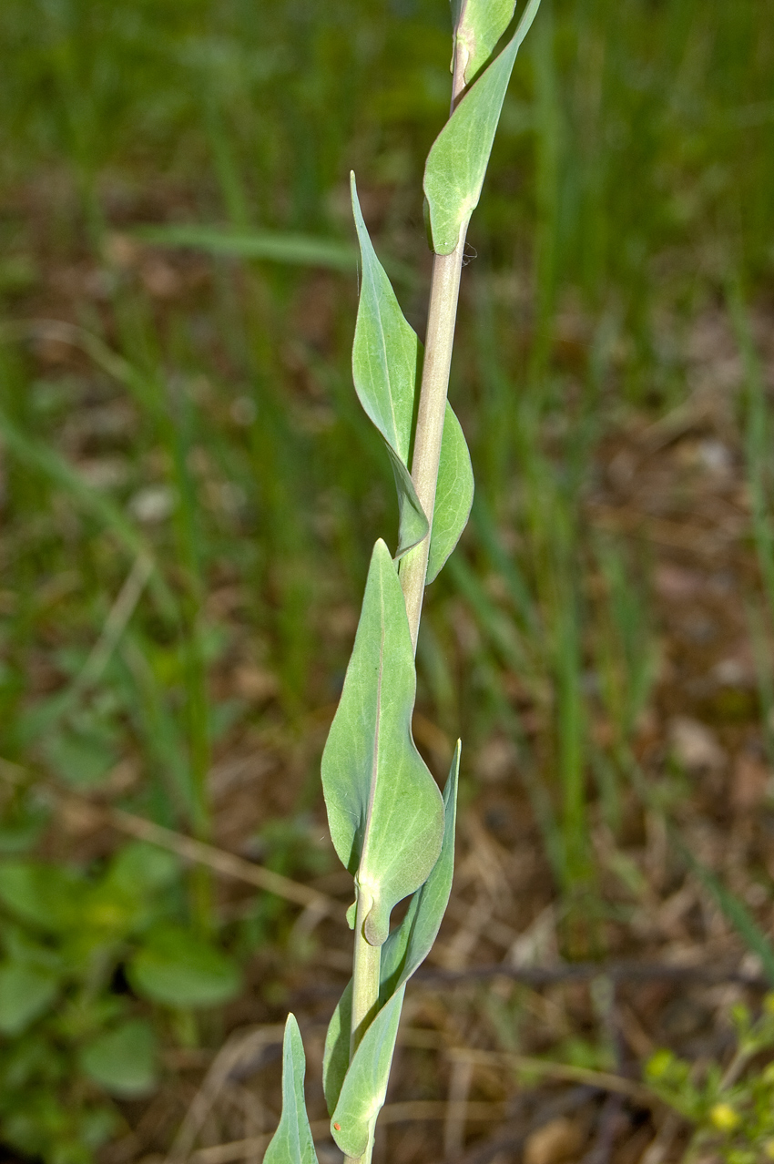 Изображение особи Turritis glabra.