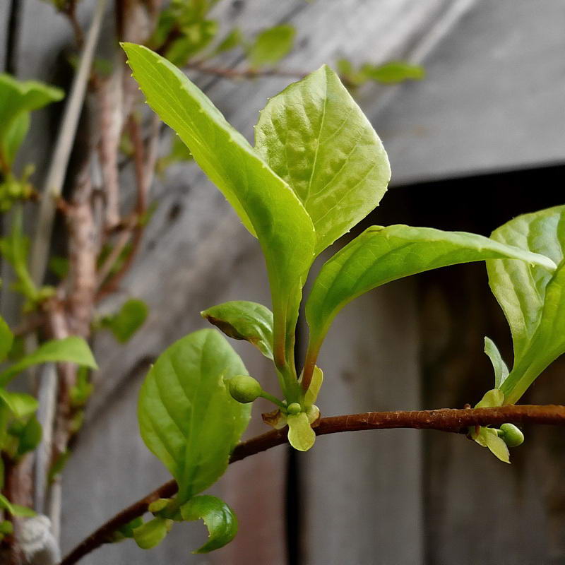 Изображение особи Schisandra chinensis.