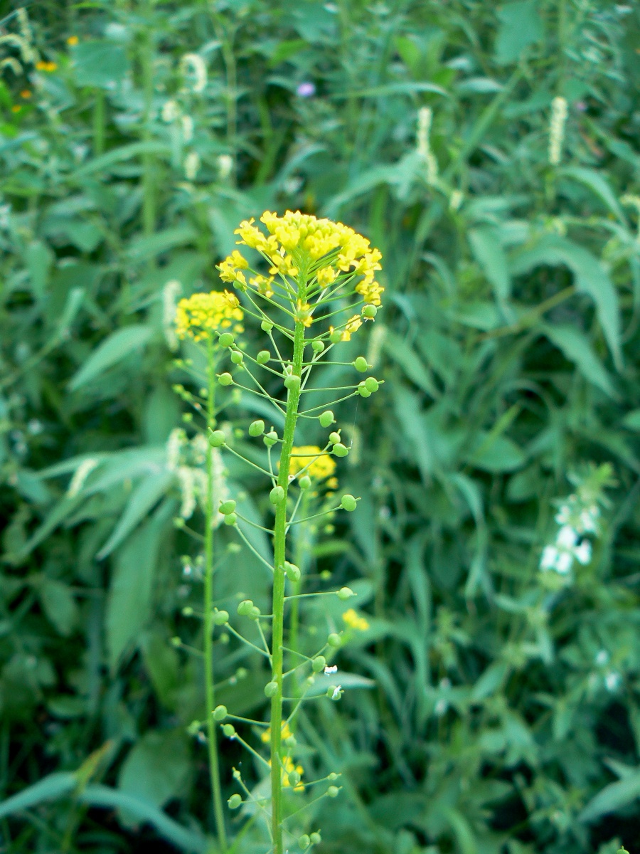 Изображение особи Neslia paniculata.