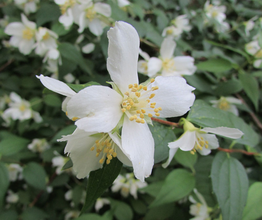 Изображение особи Philadelphus &times; lemoinei.