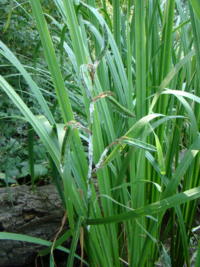 Изображение особи Iris pseudacorus.