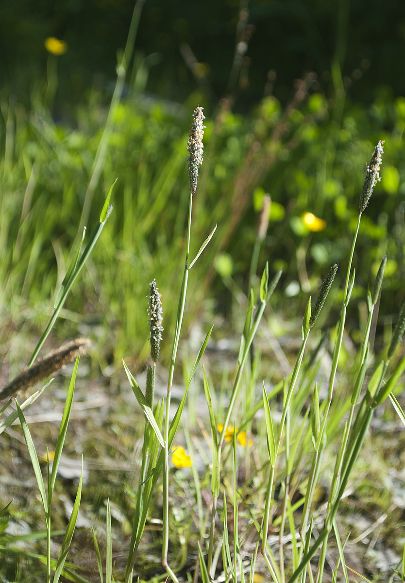 Изображение особи Alopecurus geniculatus.