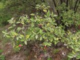 Cotoneaster franchetii. Ветвь с прошлогодними плодами. Крым, пос. Гурзуф, холм Болгатур, заброшенные посадки. 25.04.2018.