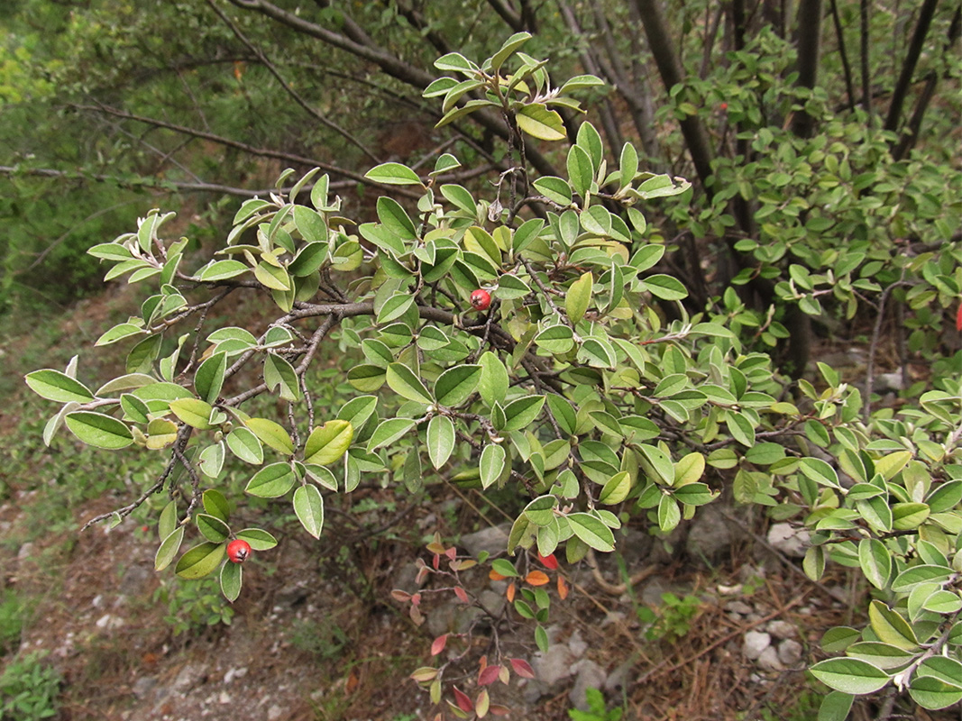 Image of Cotoneaster franchetii specimen.